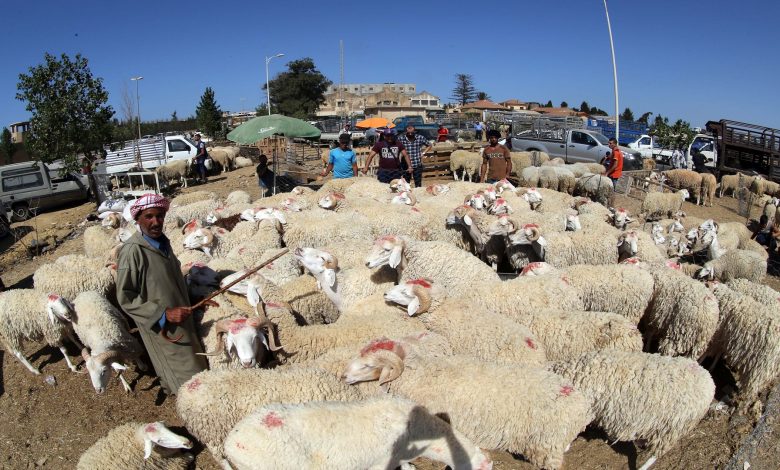 إعادة فتح أسواق الماشية بولاية مستغانم