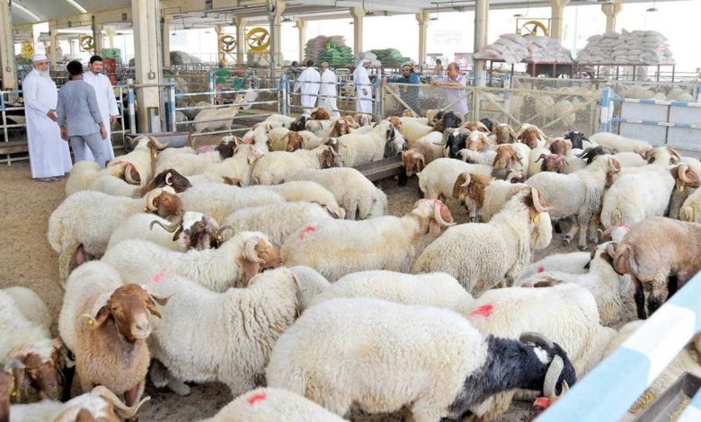 تخصيص 7 نقاط لجمع وبيع أضاحي العيد المستوردة بتيارت