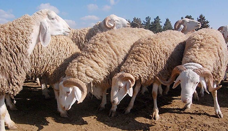الأغنام "الحمرا"