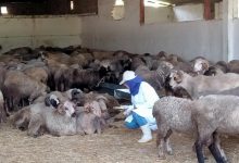 قطار "كوراديا" الليلي بين وهران والعاصمة يدخل النشاط رسميا