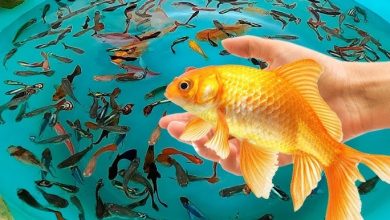 إنجاز مسابح لأسماك الزينة بحديقة "لسبلاد" ومقر بلدية أرزيو