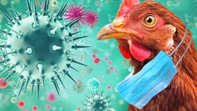 عين تموشنت.. تنصيب لجنة يقظة لمجابهة مرض إنفلونزا الطيور