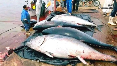 مديرية العامة للصيد البحري وتربية المائيات