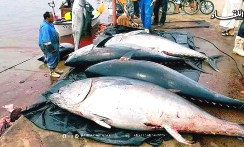 مديرية العامة للصيد البحري وتربية المائيات