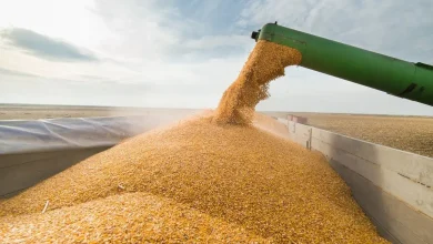 استيراد أكثر من 1،1 مليون طن من الذرة..