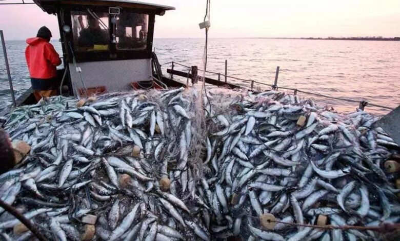 تصدير نحو 400 طن من المنتجات الصيدية من خلال16 عملية