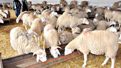 وزارة الفلاحة والتنمية الريفية والصيد البحري