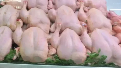 ضخ كميات معتبرة من الدجاج المجمد في السوق بسعر 330 دج/كغ