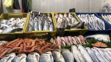 فتح 390 نقطة بيع مباشر لمنتجات الصيد البحري