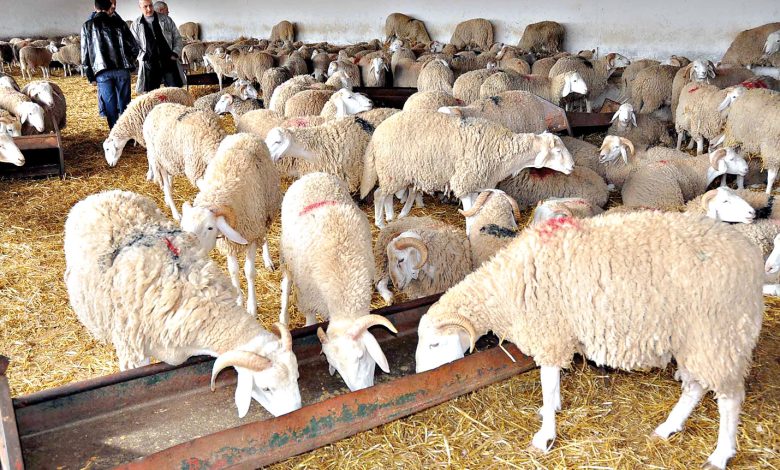 اجتماع تنسيقي حول التحضيرات لاستيراد رؤوس الأغنام بتلمسان