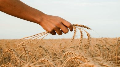 تضرر محاصيل الحبوب والبقوليات بسبب الدودة البيضاء 
