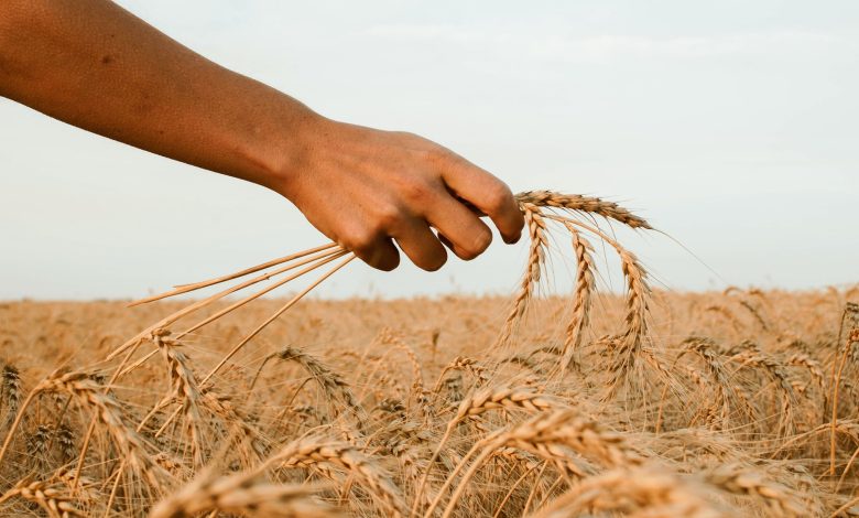 تضرر محاصيل الحبوب والبقوليات بسبب الدودة البيضاء 