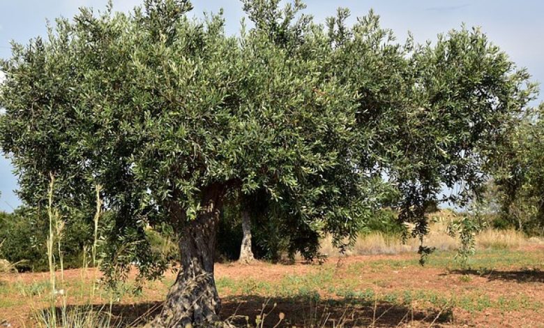 تنظيم مهرجان شجرة الزيتون من 26 إلى 29 مارس