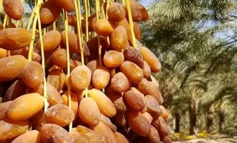 إنتاج أزيد من 920 ألف قنطار من التمور بورقلة