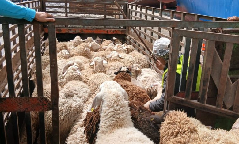 تواصل تفريغ أضاحي العيد المستوردة بميناء وهران