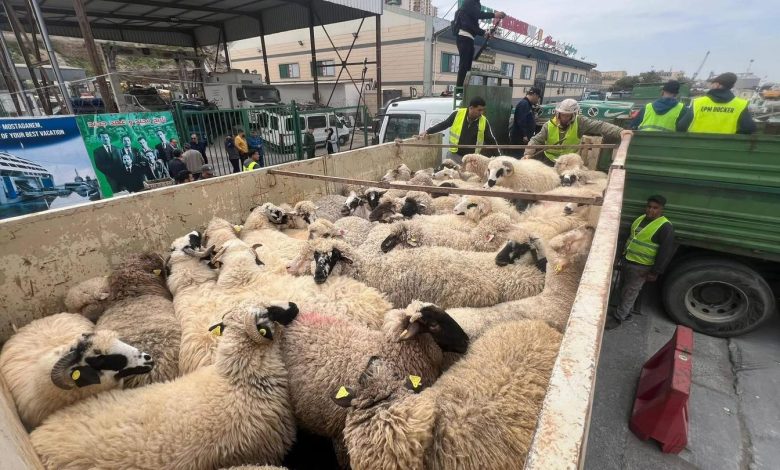 وصول 14500 رأس غنم من رومانيا إلى ميناء مستغانم 