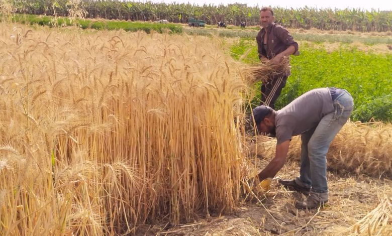 الحصاد اليدوي في تيارت...