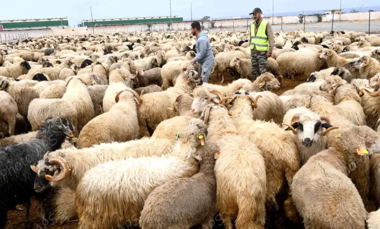 انطلاق عملية بيع الأضاحي المستوردة بتلمسان