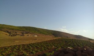 حقول زراعة البطيخ الأصفر