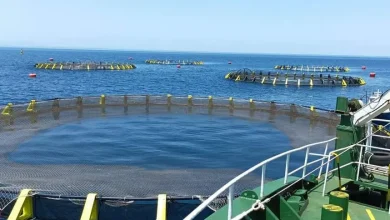 مديرية الصيد البحري تذكر بفترة الراحة البيولوجية