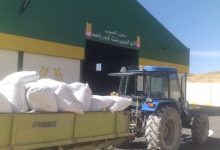 استقبال-أولى-محاصيل-القمح-الصلب