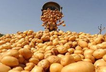 البطاطا