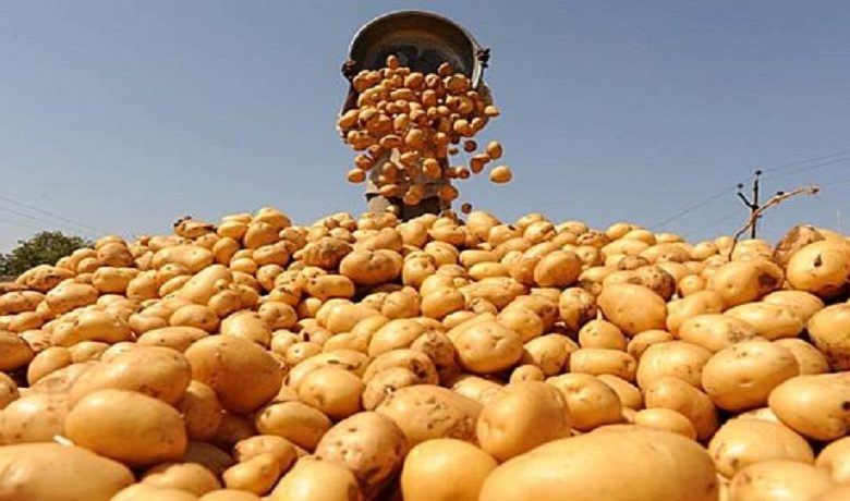 البطاطا